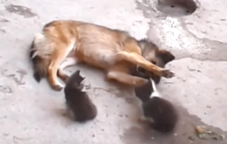 Rührend: Katze zeigt ihrem alten Hundefreund ihre kleinen Babys