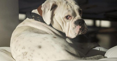 Unvorstellbare Qualen: Herrchen schleift Hund 5 Kilometer hinter Auto her
