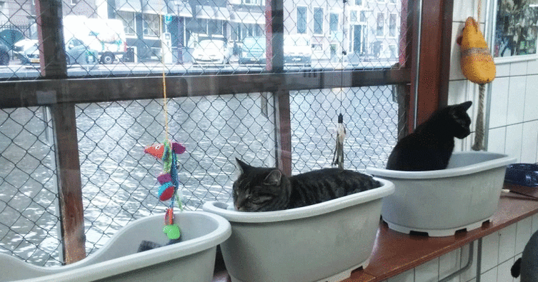 Diese Katzen haben ihr eigenes Hausboot in Amsterdam!