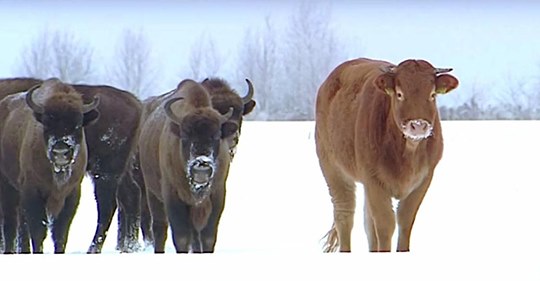 Kuh entflieht Schlachthaus und wird von Bisons adoptiert