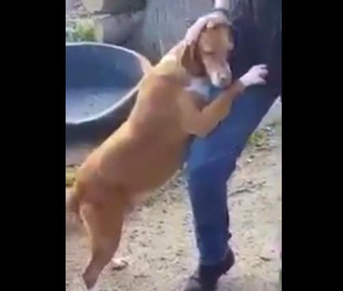 Journalist besucht Tierheim und verliebt sich in süßen Hund, der sein Bein umklammert
