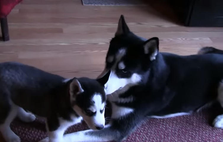 Hier trifft ein Huskywelpe zum ersten Mal auf seinen Hundepapa