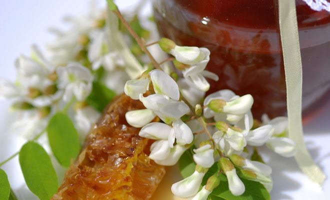 Akazie – berühmt für ihren Honig und ihre Samen (Wattleseed)