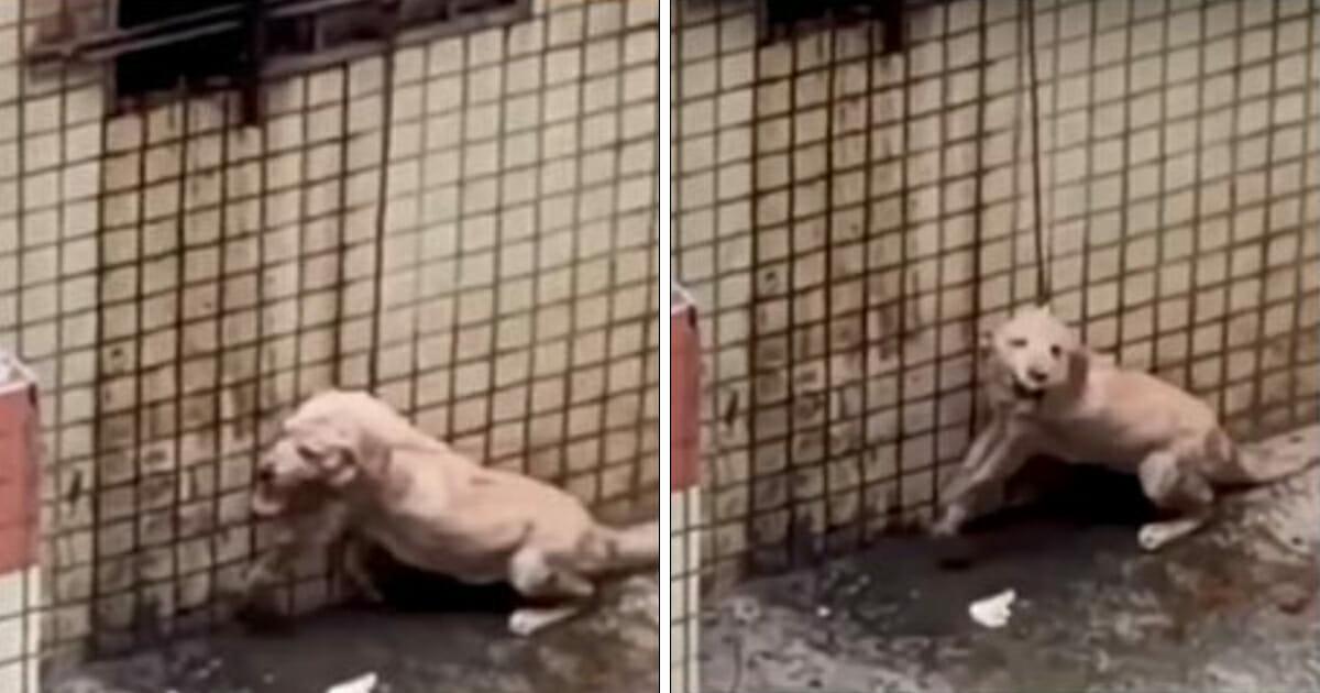 Zur Bestrafung: Hund wird an kurzem Seil aus dem Fenster gehangen, weil er das Haus dreckig machte