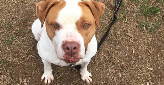 Pitbull im Tierheim abgegeben: Als sein Halter ein letztes Mal aufkreuzt, fließen die Tränen