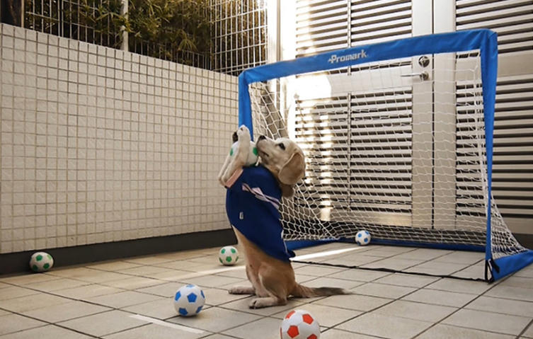 VIDEO: Purin, der Super-Beagle  ist der beste Hunde-Torwart der Welt!