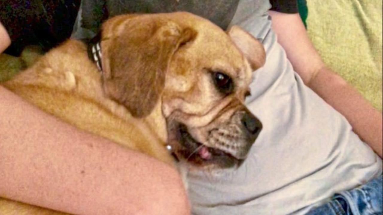 Zeugen gesucht: Hund „Brutus“ wurde angefahren und sterbend liegen gelassen