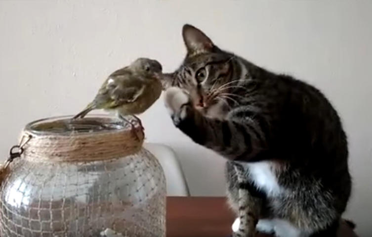 Unglaublich, aber wahr: Diese Katze streichelt einen Vogel