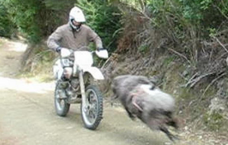 “Raus aus meinem Wald”: Wütender Widder rammt Motocrossfahrer!