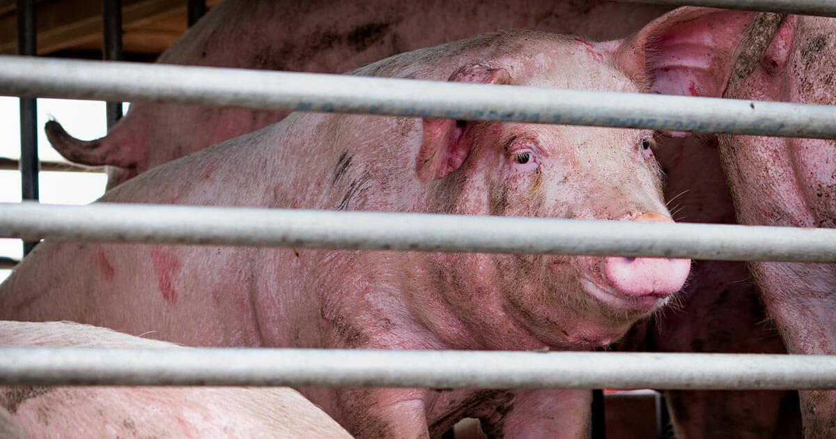 Dortmund: Auf der A1 werden 150 eingepferchte Schweine aus Transporter gerettet – einige verdurstet