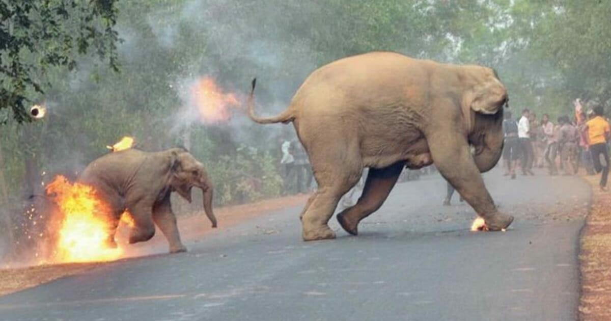Mama Elefant und ihr Baby rennen vor von Menschen geworfenen Feuerbomben davon – das muss ein Ende haben