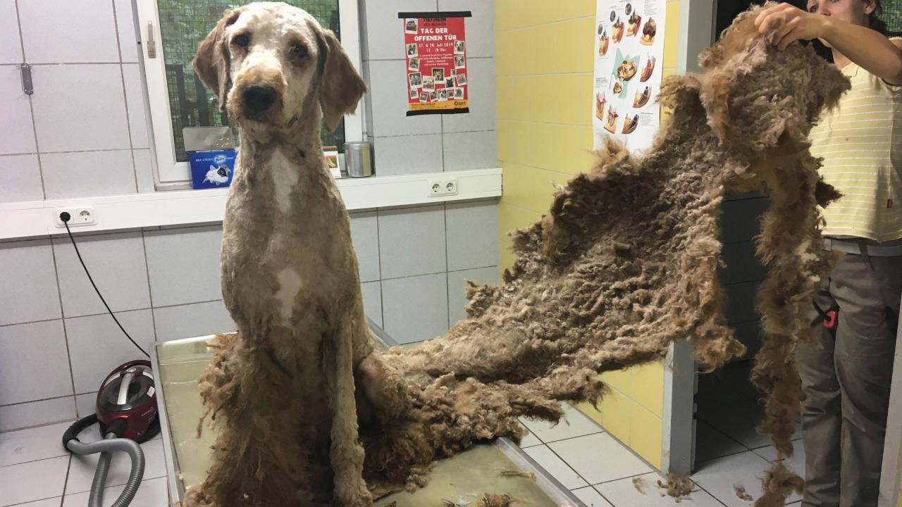 136 verwahrloste Hunde gerettet: Tierheim befreit Vierbeiner von verfilztem Fell