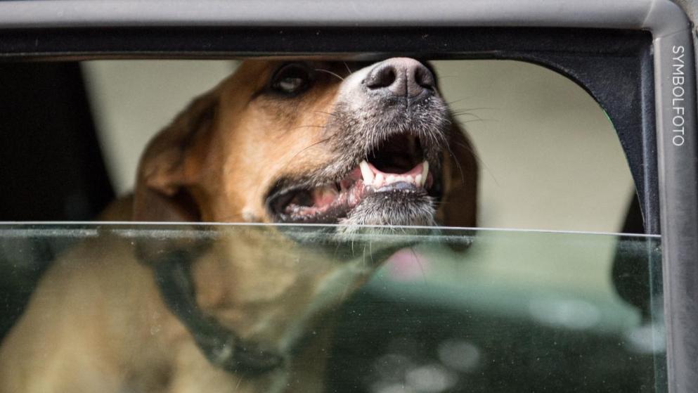 HERRCHEN IM KÜHLEN KINO Hund aus 60 Grad Auto gerettet