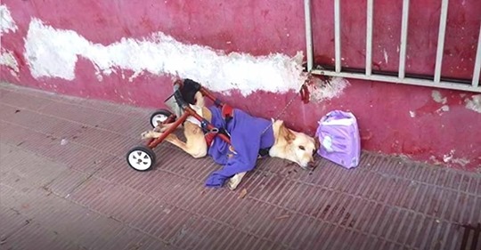 Hund mit gelähmten Beinen wird mit Rollstuhl und Windeln auf der Straße ausgesetzt