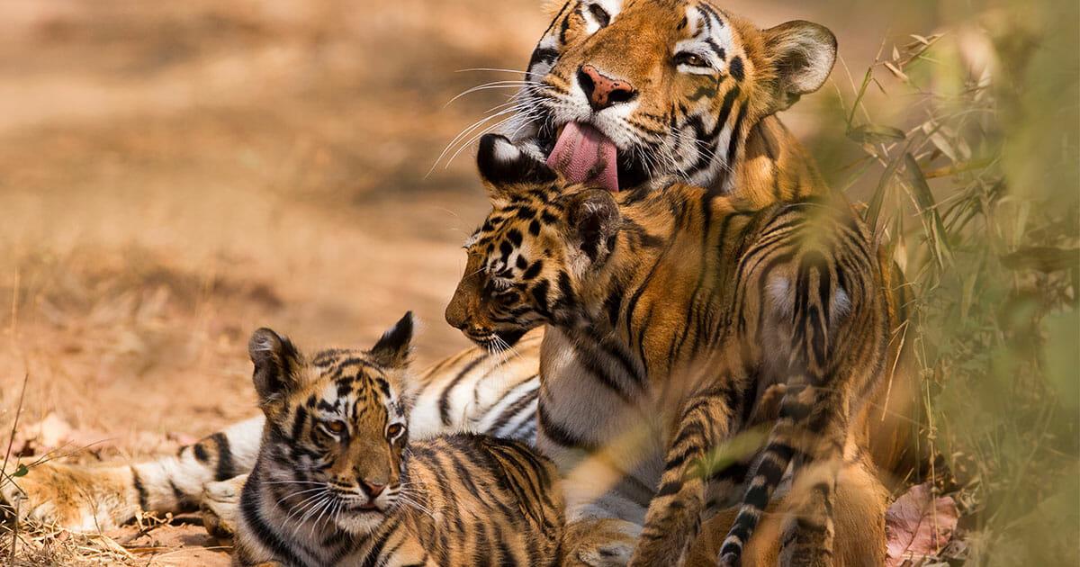 Indien: Heute leben fast wieder 3.000 Tiger in dem Land – vor 15 Jahren waren es nur noch 1.400