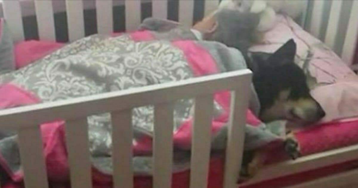 Frau such geliebten Hund und nimmt alles auf, als sie sieht, dass er mit ihrer Tochter im Bettchen liegt
