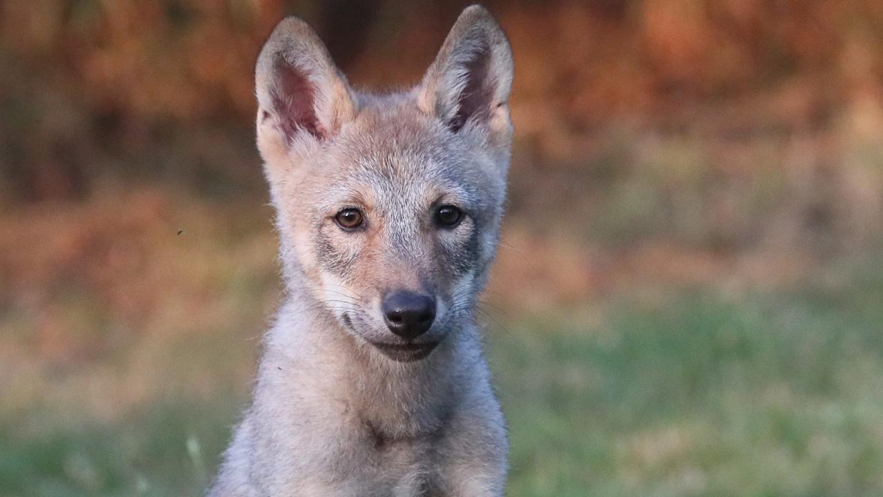 Wildpark schirmt Welpen ab: Mord-Drohungen gegen Findel-Wölfchen