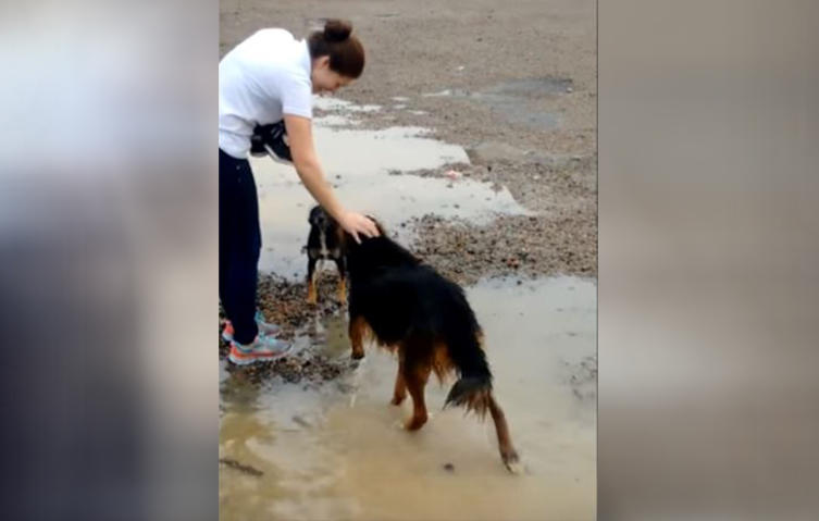 Nach Naturkatastrophe: Haustiere werden aus Fluten gerettet