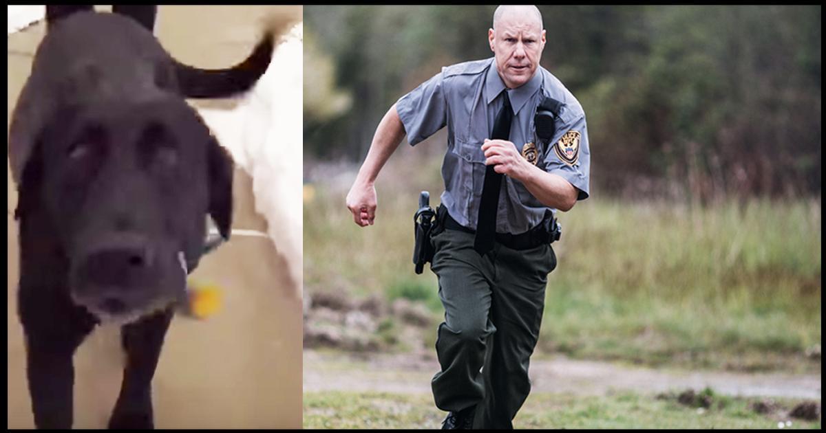 Aufgebrachter Labrador bittet den Polizisten, ihm zu folgen   ein wenig später sind beide Helden