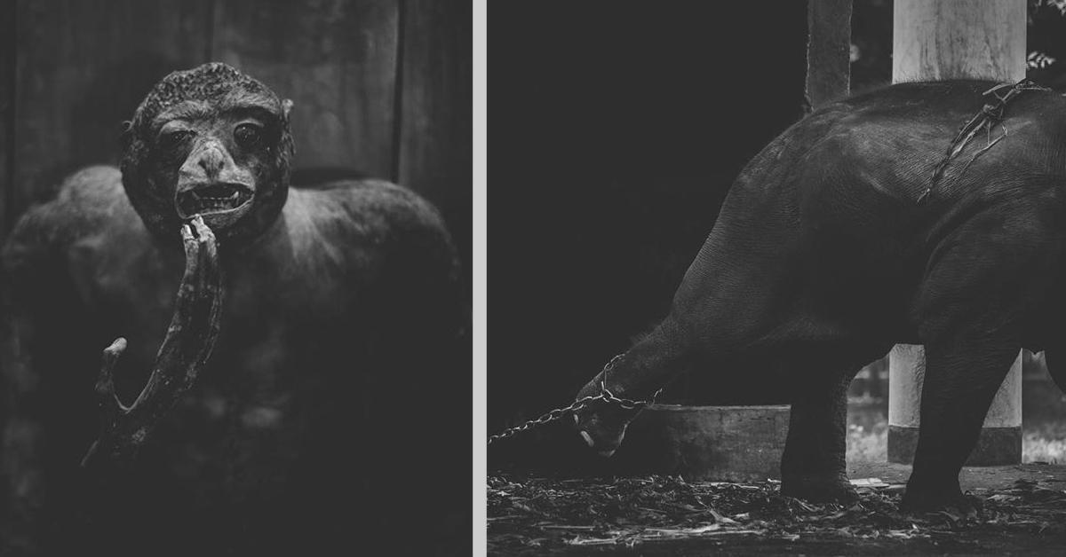 Fotograf enthüllt grausame Zustände im Zoo von Bangladesch.