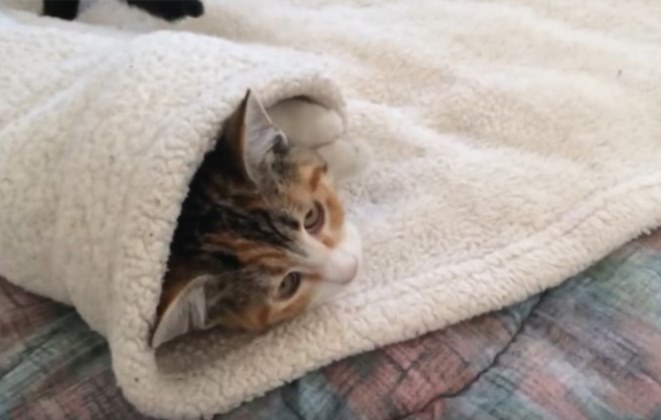 Katze wird in Bettdecke eingerollt und sieht aus wie ein Burrito