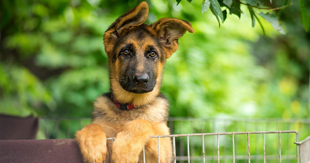 Hund monatelang in winzige Box gesperrt & verhungert: Besitzerin gesteht schwere Tierquälerei