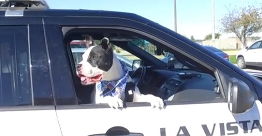 Polizisten nehmen Tierheim Hunde mit auf Steife, um ihre Adoptionschancen zu erhöhen