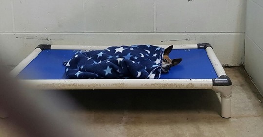 Schrecklicher Schicksalsschlag: Seine Decke ist alles, was Chihuahua Scooter noch bleibt