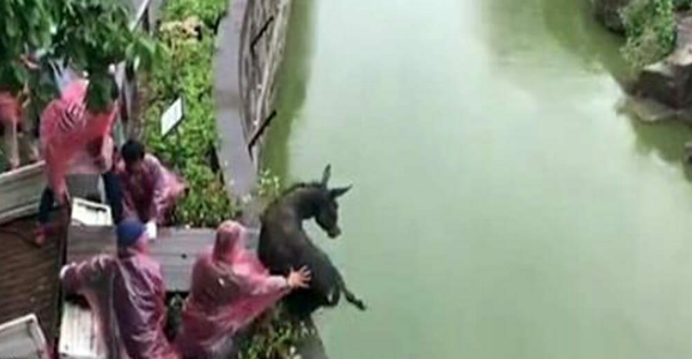China: Menschen schmeißen verängstigten Esel in einen Wassergraben.