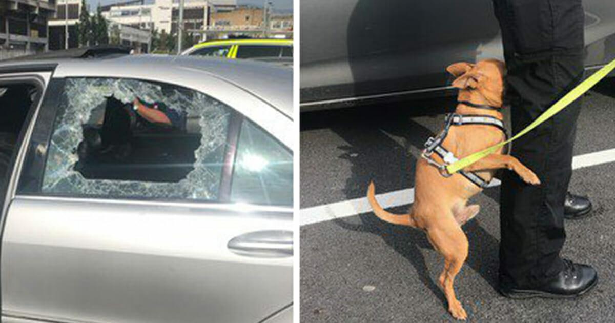 Polizei rettet Hund aus überhitztem Auto – Besitzer wütet, weil die Scheibe eingeschlagen wurde