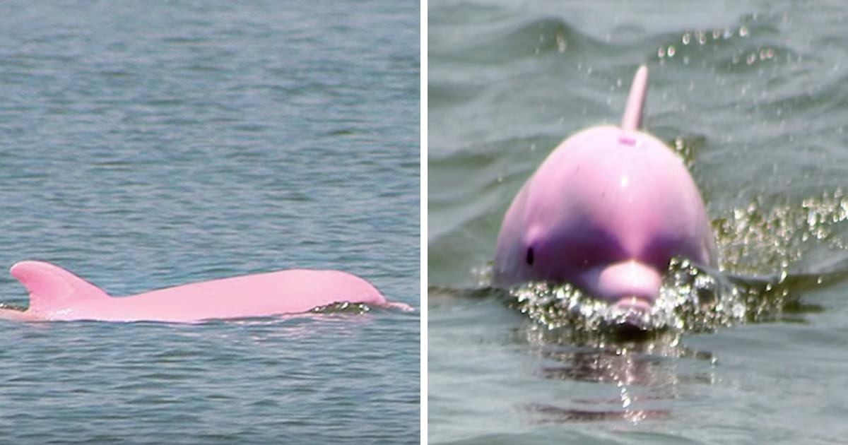 Seltener rosafarbener Delfin vor der Küste von Louisana gesichtet, gefolgt von einem zweiten rosafarbenen Delfin