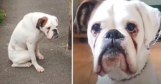 Der todtraurige Hund, der an einen Laternenpfahl gefesselt worden war, sucht jetzt nach einem neuen Zuhause, das für immer sein soll
