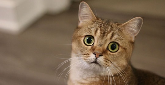 Katzensteuer in Deutschland: Katzenhalter sollen blechen