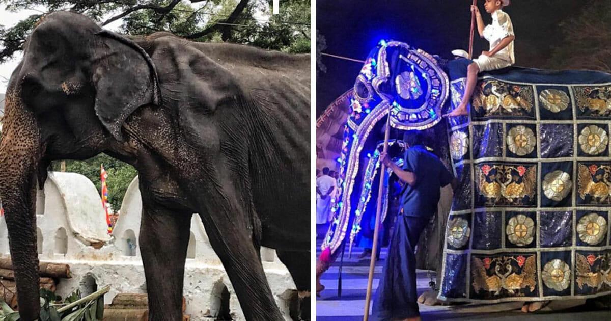 Sri Lanka: 70 jährige Elefantendame muss Menschen tragen – Gewänder verdecken abgemagerten Körper