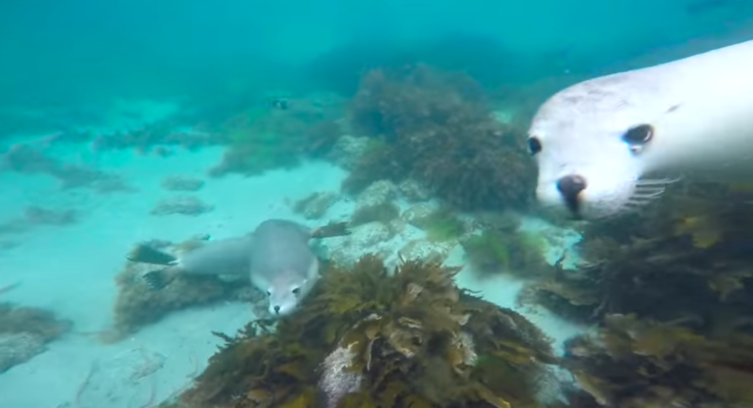 VIDEO: Das sind die neugierigsten Robbenjungen der Welt! Einfach herzig!