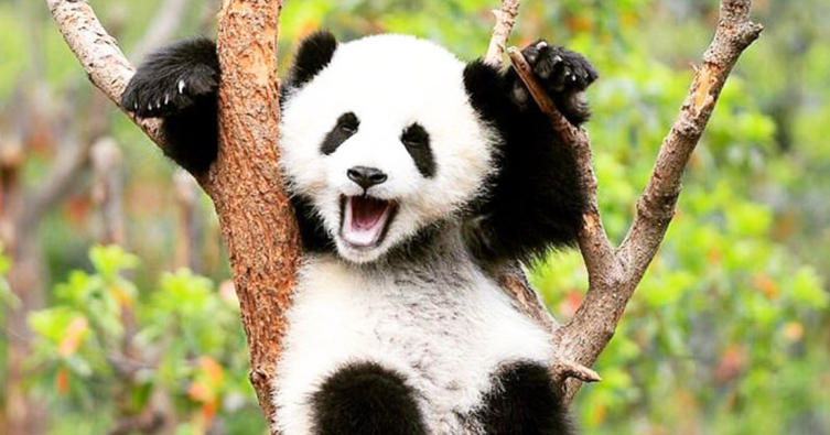 Diese Videos beweisen – Pandas sind die lustigsten Tiere der Welt