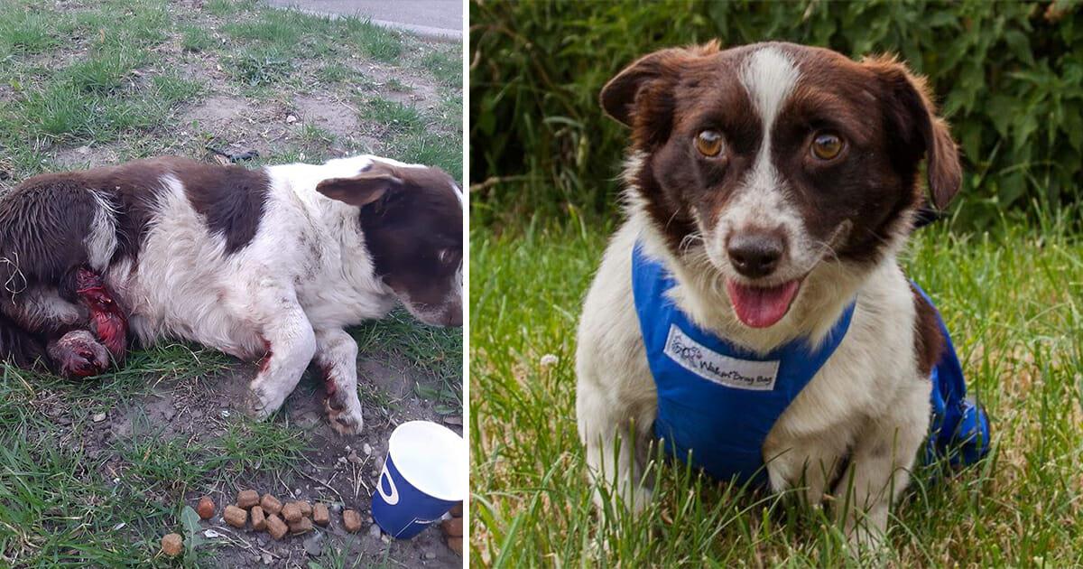 Tierquäler hackten Hund die Hinterbeine ab & warfen ihn in Graben – „Karli“ braucht jetzt unsere Hilfe