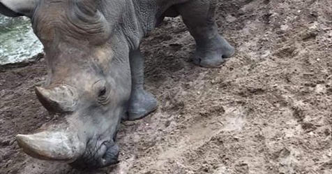 Schockiert von dieser Dummheit: Zoobesucher ritzen Namen in die Haut von Nashorn