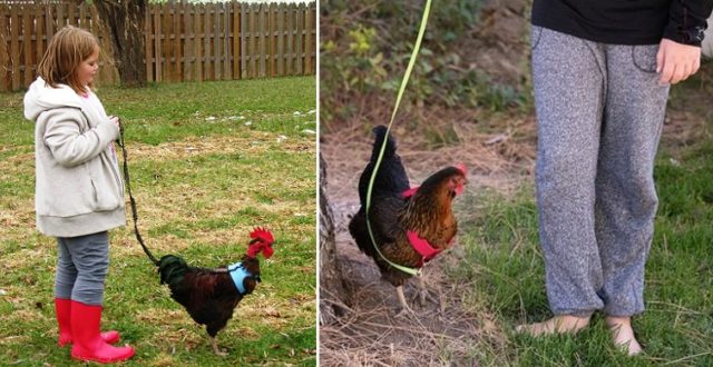 Auch Hühner mögen Aktivitäten und spielen gerne! Hier finden Sie Ideen, um Hühner zu unterhalten!