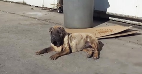 Rettungshelfer finden geschwollenen, älteren Hund - herzlose Besitzerin behauptet, sie will diesen alten Hund sowieso nicht
