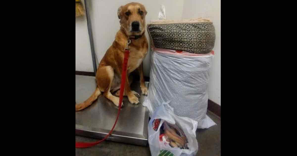 Hund wird mit seinem Bettchen und all seinen Spielsachen im Tierheim ausgesetzt