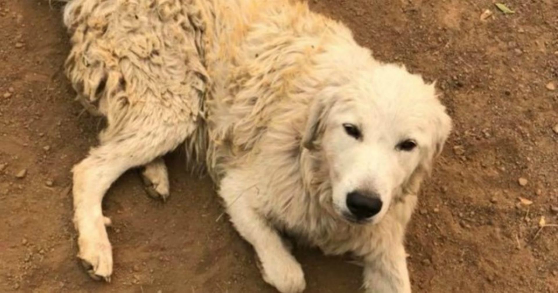 Pyrenäenberghund opfert sich für seine Herde: Doch Helden haben ein Wunder verdient