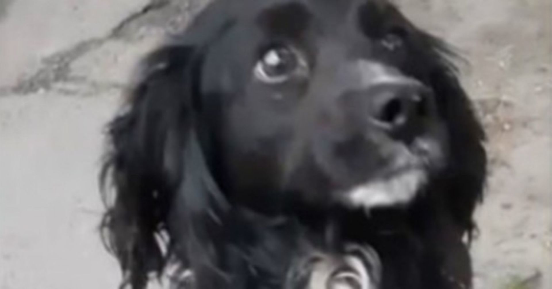 Familie setzt Hund an Tankstelle aus: Mit seiner Rache hat sie nicht gerechnet