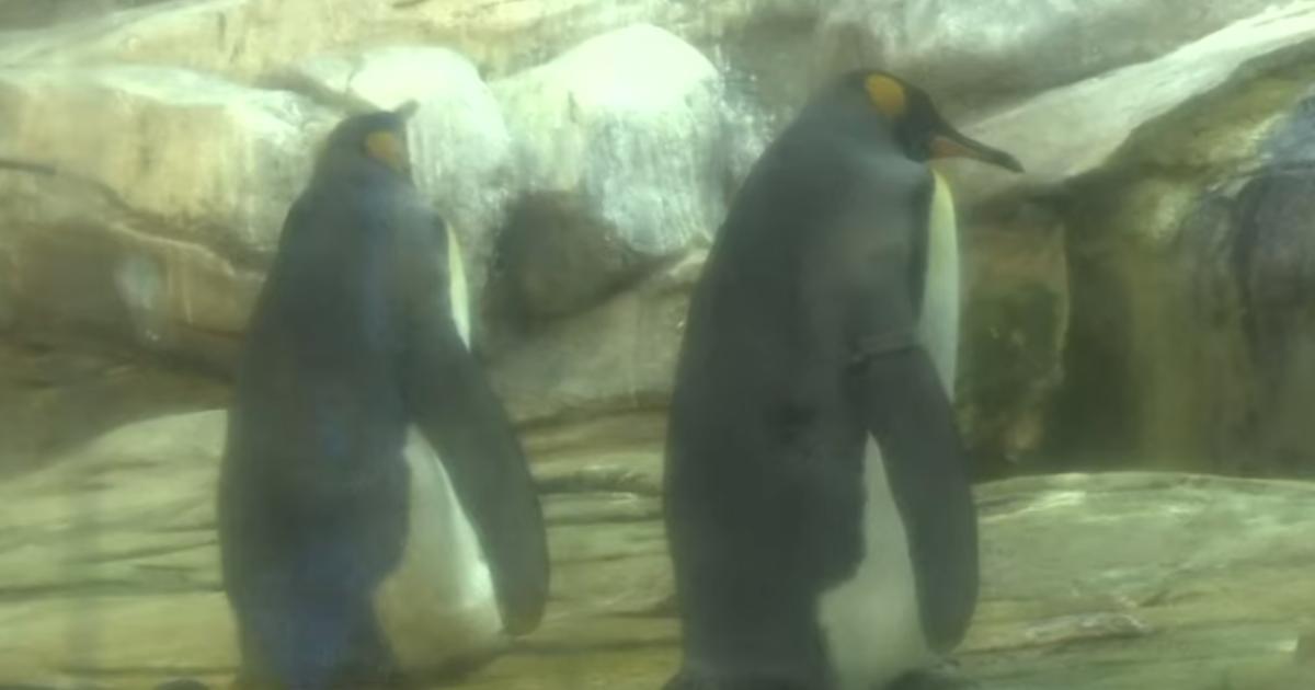 Zwei Papas und ein Pinguinkind