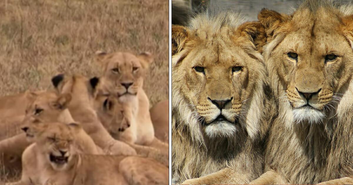 3 Trophäenjäger brechen in Naturschutzgebiet ein, um Nashörner zu töten – werden von Löwen gefressen