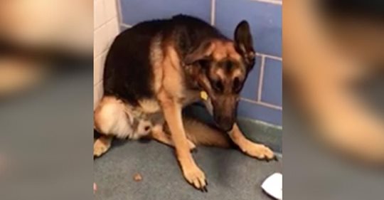 Eine Familie lässt ihren treuen Hund im Tierheim zurück, weil sie ein Baby erwarten