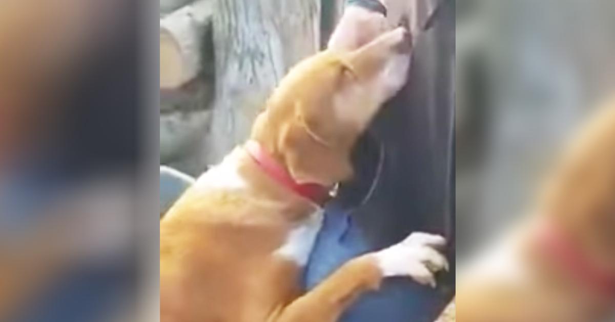 Ein Journalist besucht ein Tierheim, um für einen Artikel zu recherchieren – dann umarmt ein Hund seine Beine und weigert sich, ihn gehen zu lassen