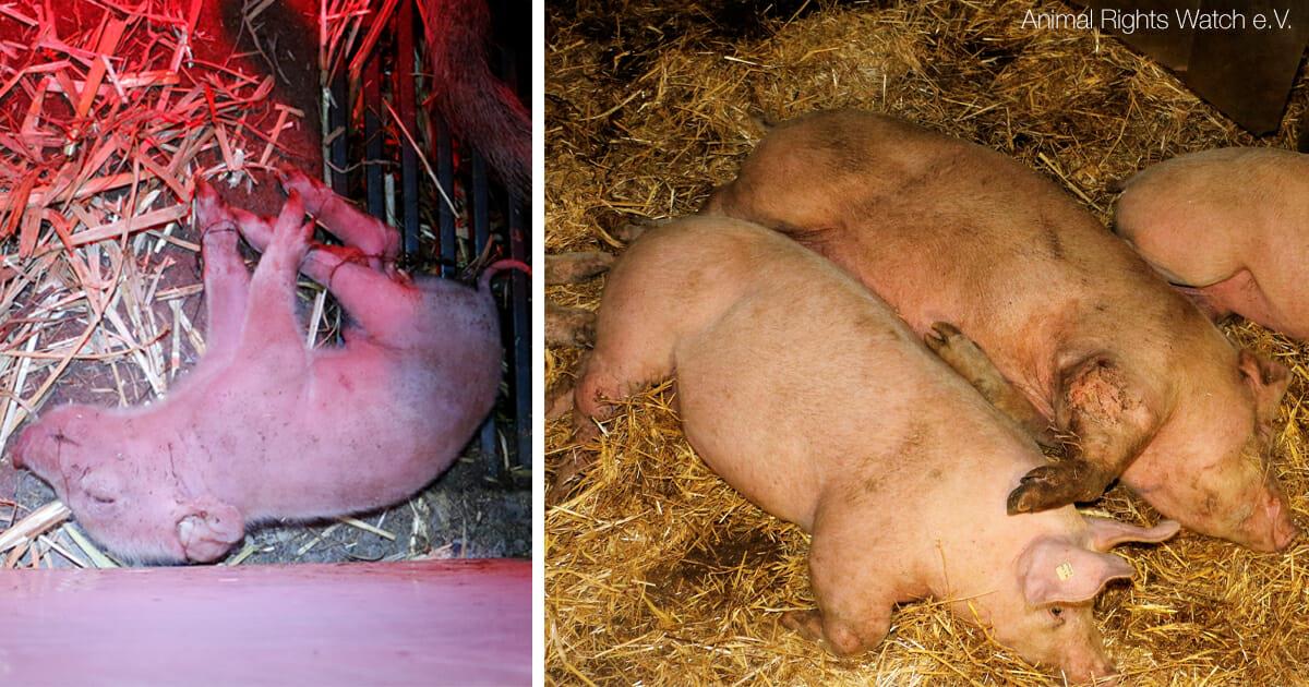 Bioland Skandal: Tierschützer decken jahrelange Tierquälerei in „Bio“ Schweinezuchtbetrieb auf