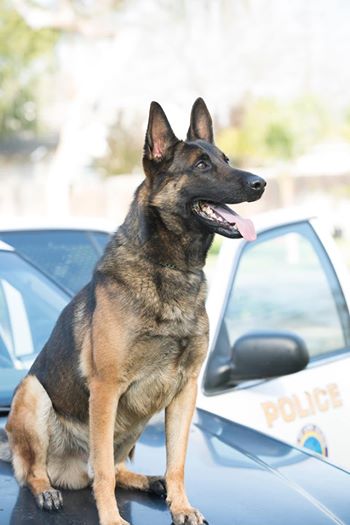 Ein Polizeihund stirbt, nachdem er in einem heißen Streifenwagen in Kalifornien zurückgelassen wurde