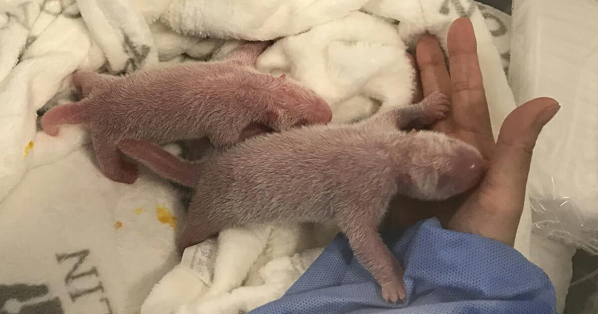 Berlin: Erste Panda Babys Deutschlands – Tierpfleger und  schützer heißen Zwillinge willkommen